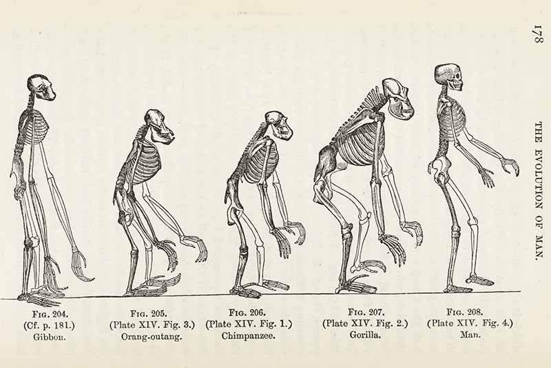 evolution was used in Banning and attempting to ban books